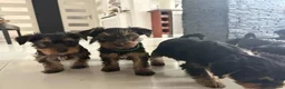 Yorkshire Terriër honden te koop: Yorkshire Terriër pupp - Advertentie 1