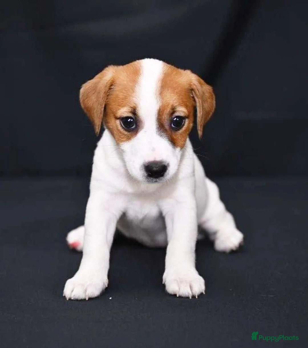 Jack Russel Terriër honden te koop: Jack Russell pups - Advertentie 3