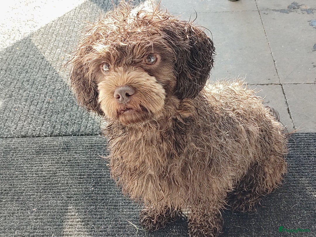 Shihpoo honden te koop: Choco shihpoo puppy teefje x toypoedel - Advertentie 9