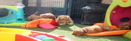 Kruising honden te koop: Prachtig mini Australian labradoodle pupjes - Advertentie 17