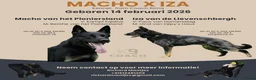 Duitse Herder honden te koop: Exclusief nest – Duitse Herder pups met stamboom - Advertentie 18