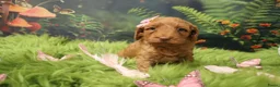 Australian Labradoodle honden te koop: 1 teefje en 3 reutjes Australian labradoodle pups - Advertentie 12