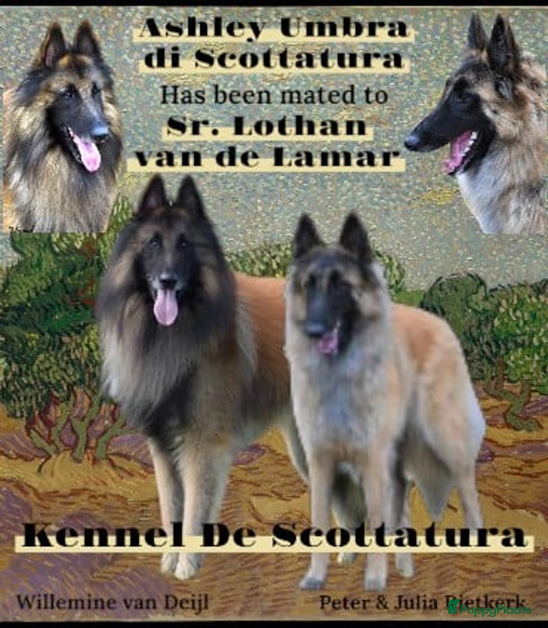 Tervuerense Herder honden te koop: Tervuerense herder pups met stamboom - Advertentie 2