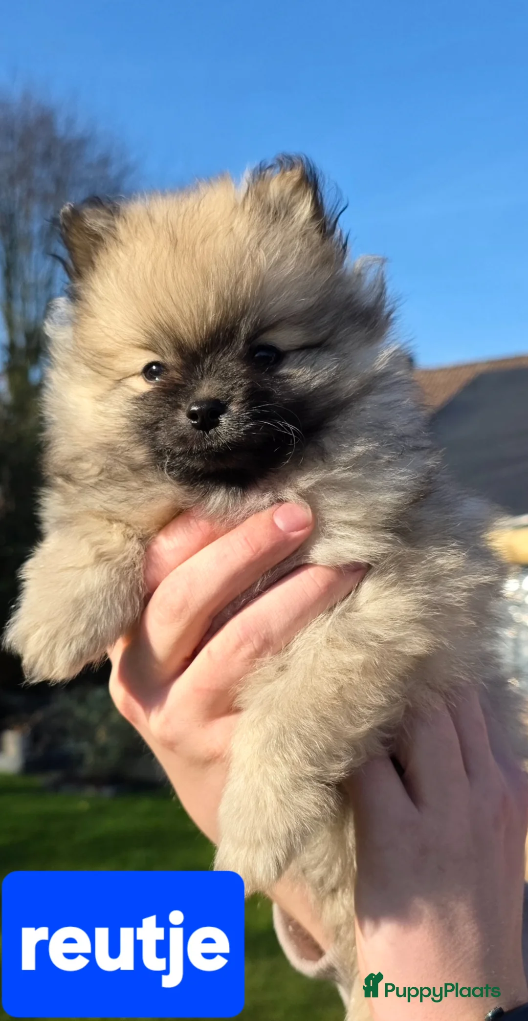 Pomeriaan honden te koop: Zeer lieve gesocialiseerde puppy's  in Doesburg - Advertentie 2