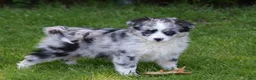 Australian Shepherd honden te koop: Knappe Miniature American Shepherd (MAS) pups - Advertentie 11