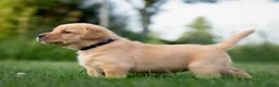 Labrador Retriever honden te koop: Labrador Retriever pups - blond en red fox - Advertentie 27