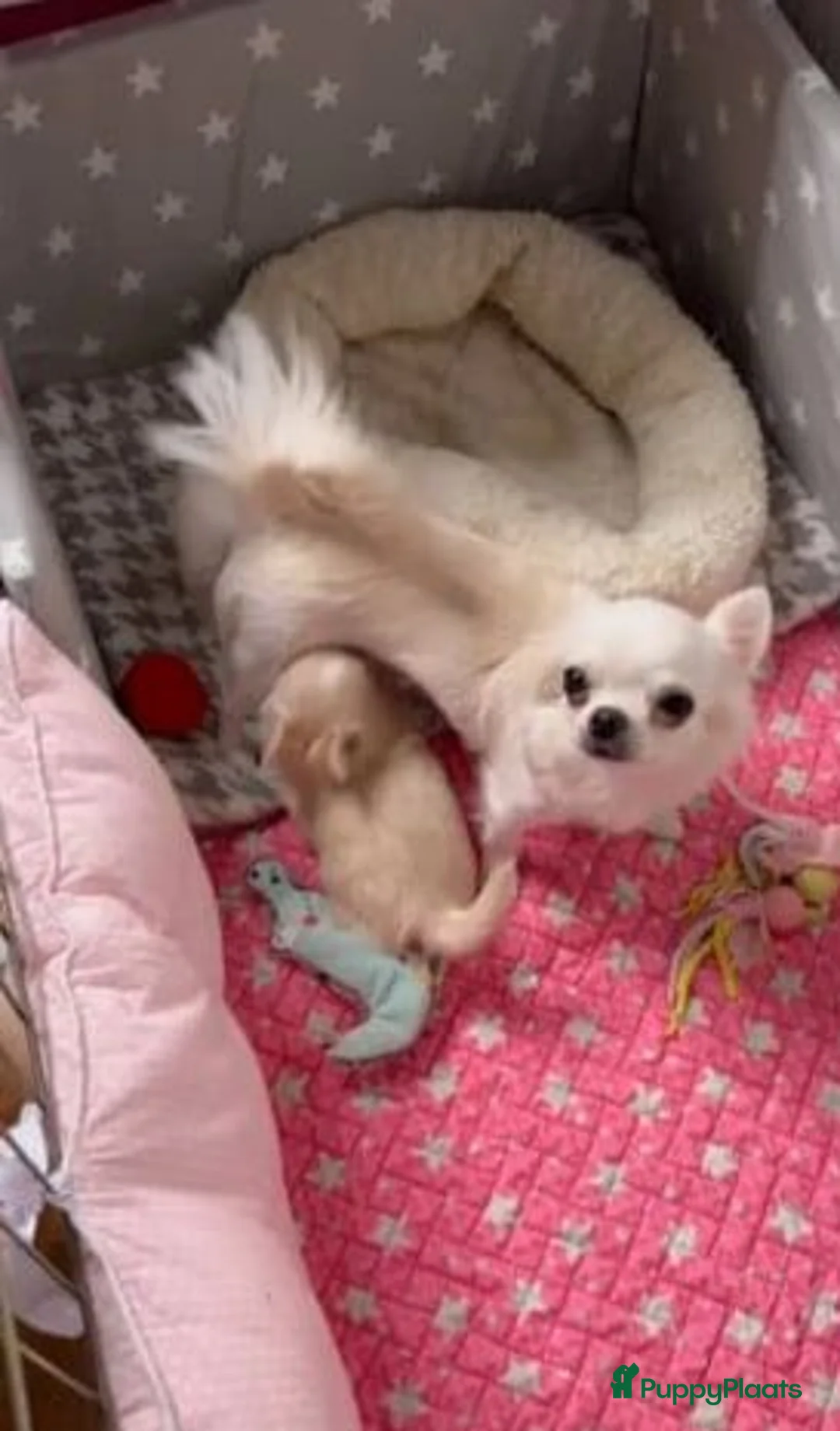 Chihuahua honden te koop: Chihuahua pups - Advertentie 4