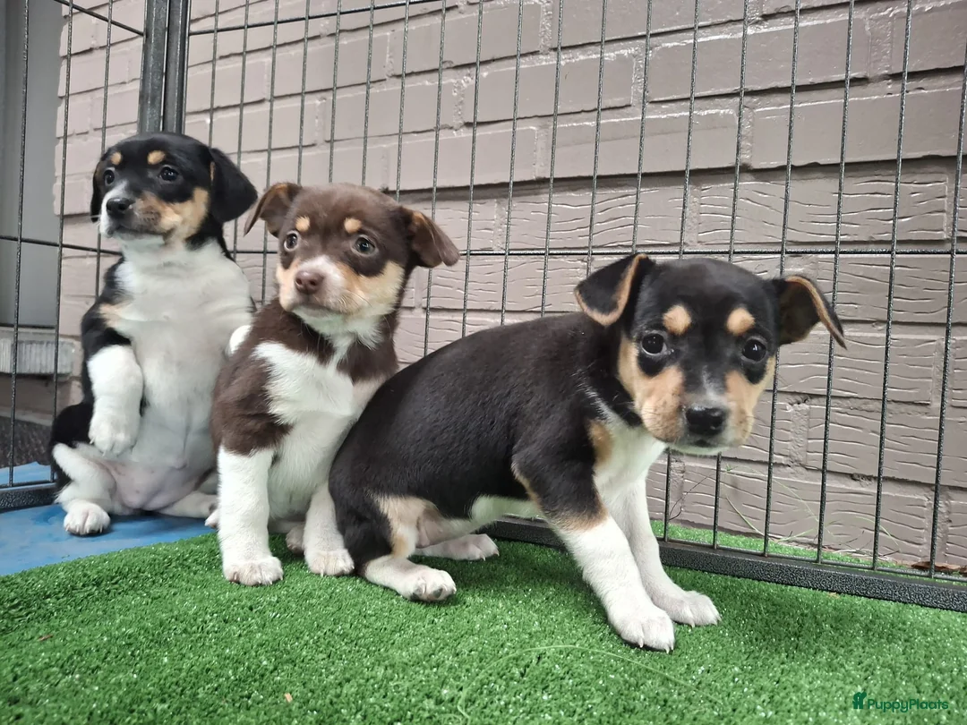 Fox Terriër Gladhaar honden te koop: boerenfox pups - Advertentie 2