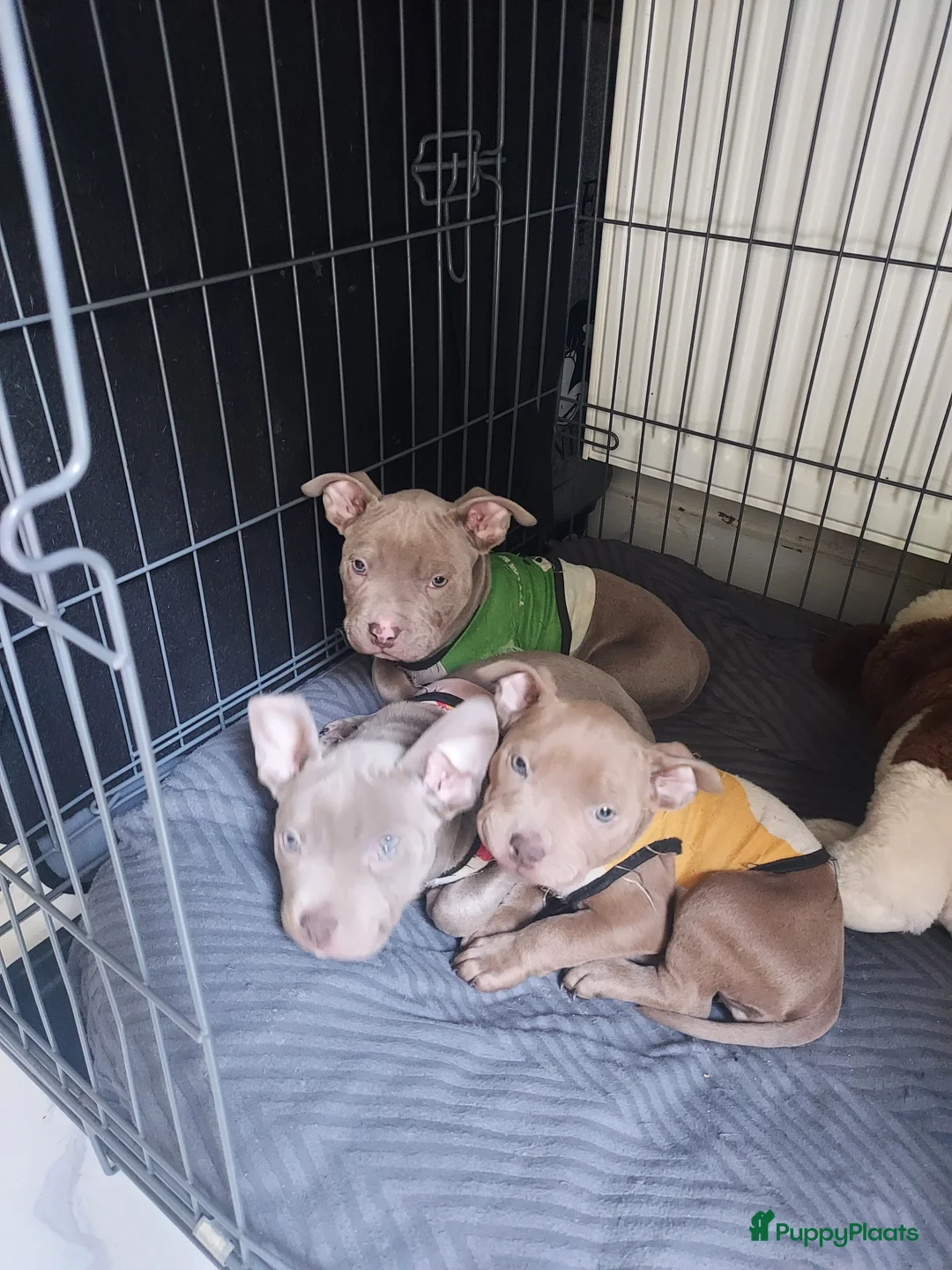 Amerikaanse Bully honden te koop: American bully  - Advertentie 1