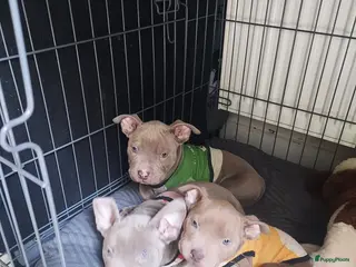 Amerikaanse Bully honden American bully - Advertentie 1