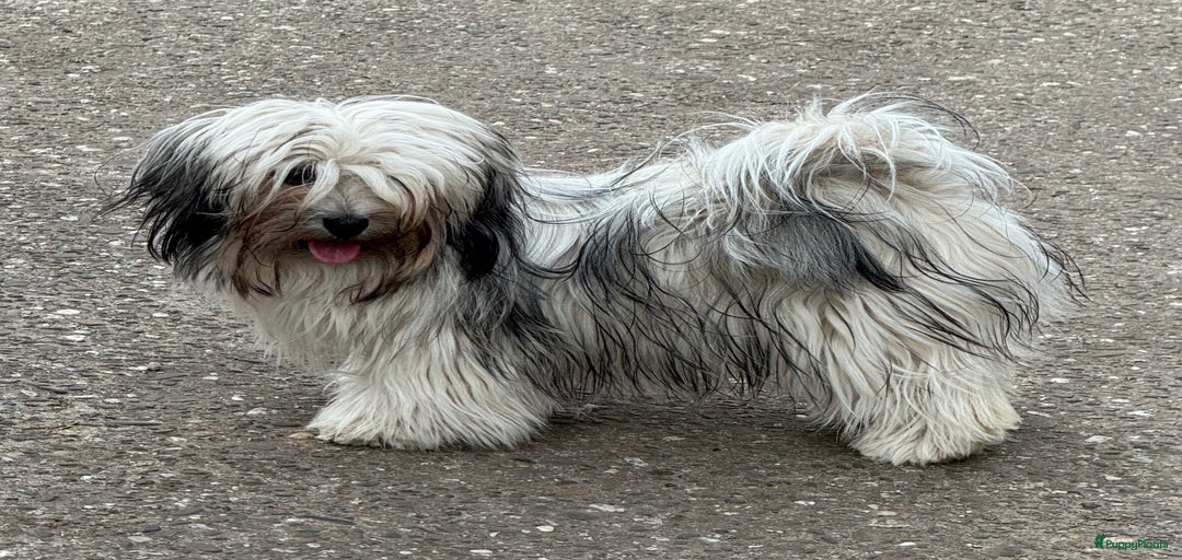 Galerij afbeelding {{count}}