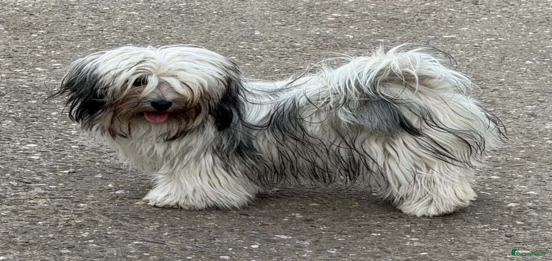 Galerij afbeelding {{count}}