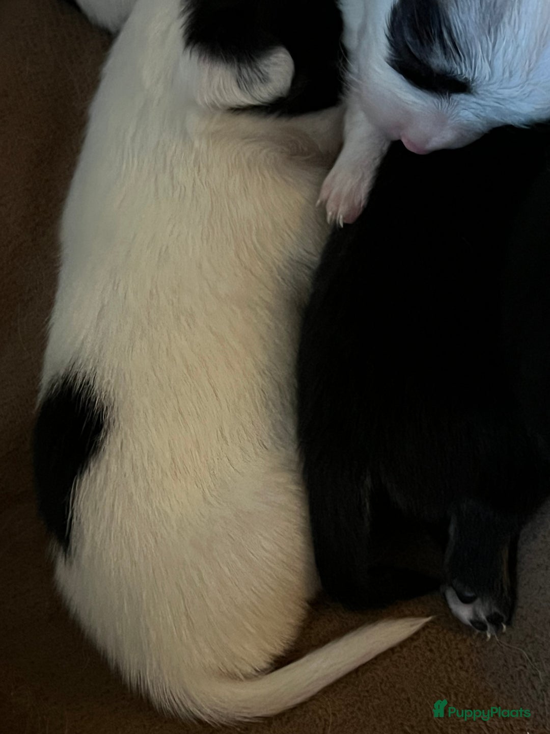 Chihuahua honden te koop: Mooie en lieve langhaar chihuahua. - Advertentie 15