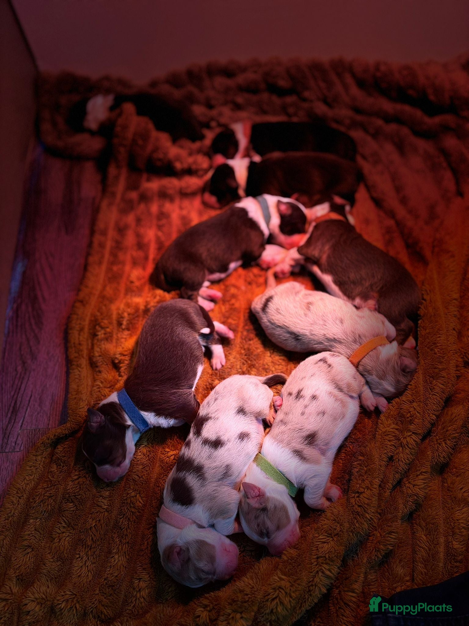 Australian Shepherd honden Red merle / bi / tri australische herderpups - Advertentie 17