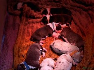 Australian Shepherd honden Red merle / bi / tri australische herderpups - Advertentie 15