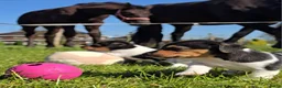 Jack Russel Terriër honden te koop: 🥰 5 Prachtige Jack Russel pups! 🐶 - Advertentie 14