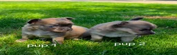Chihuahua honden te koop: Chihuahua pups - Advertentie 6