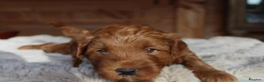 Skye