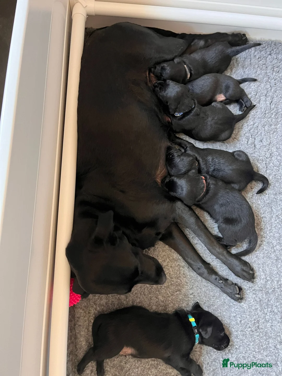 Labrador Retriever honden te koop: werklijn labrador ( zwart) in Putten - Advertentie 2