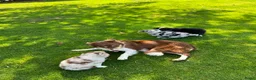 Kruising honden te koop: Australian Shepherd x Border Collie pups - Advertentie 2