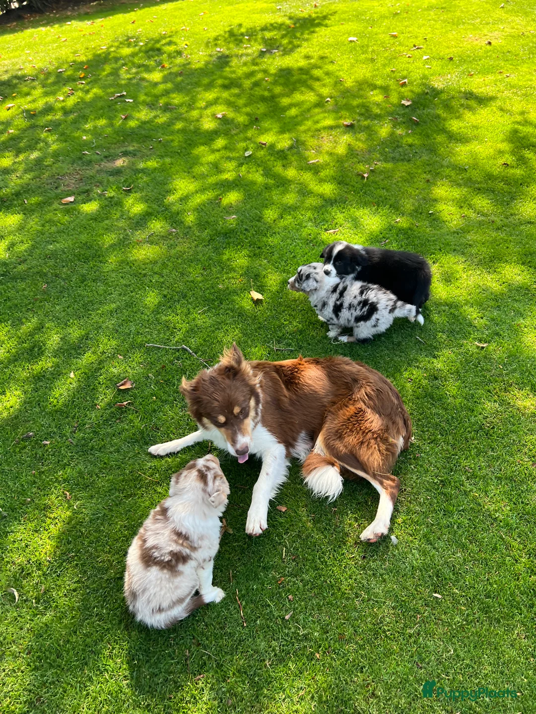 Kruising honden te koop: Australian Shepherd x Border Collie pups - Advertentie 2