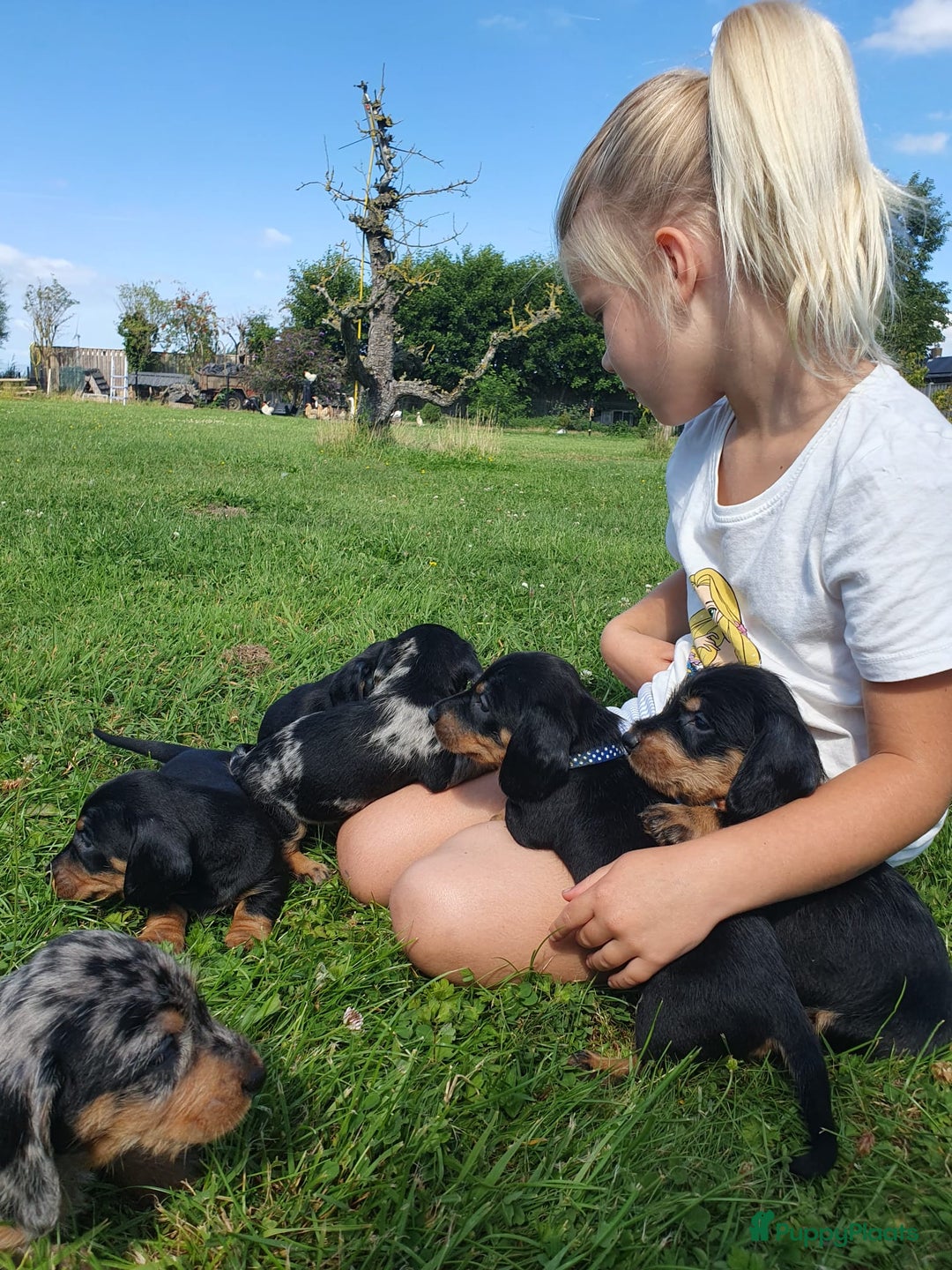 Ruwhaar Teckel honden te koop: Standaard ruwhaar teckel  - Afbeelding 19