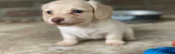 Teckel (langhaar) honden te koop: Langharige kleurrijke teckel pups blond/cream - Advertentie 10