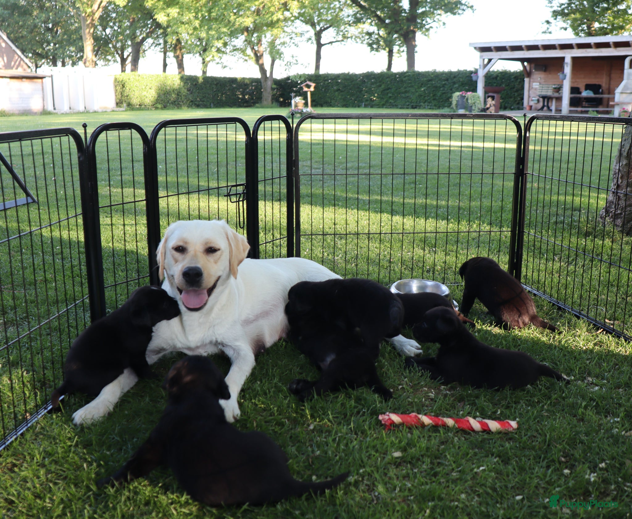 Kruising honden Prachtige labradorpups kruising  - Advertentie 1
