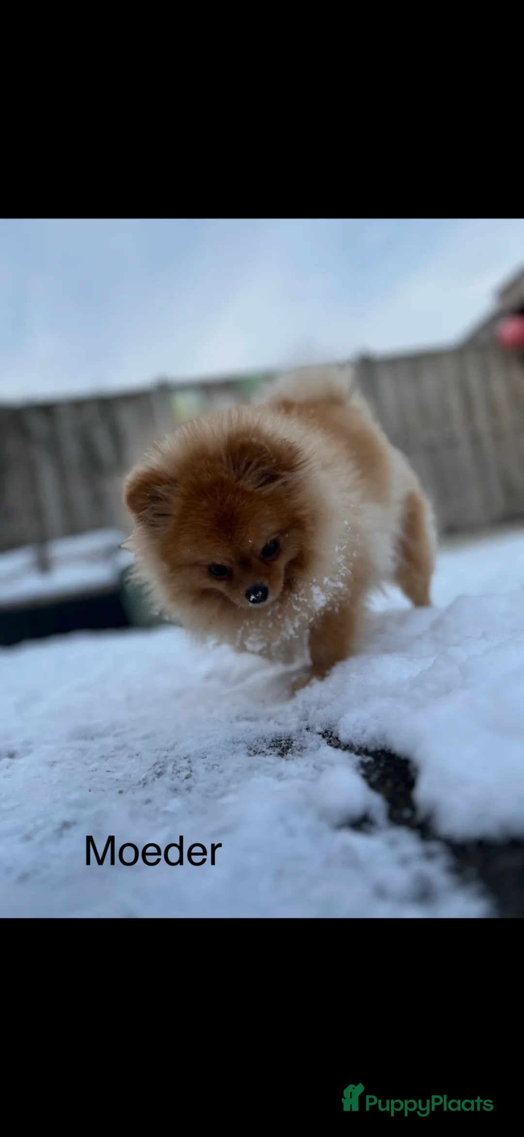 Pomeriaan honden te koop: Pomeriaan pupjes (keeshond) 2 gereserveerd - Advertentie 2