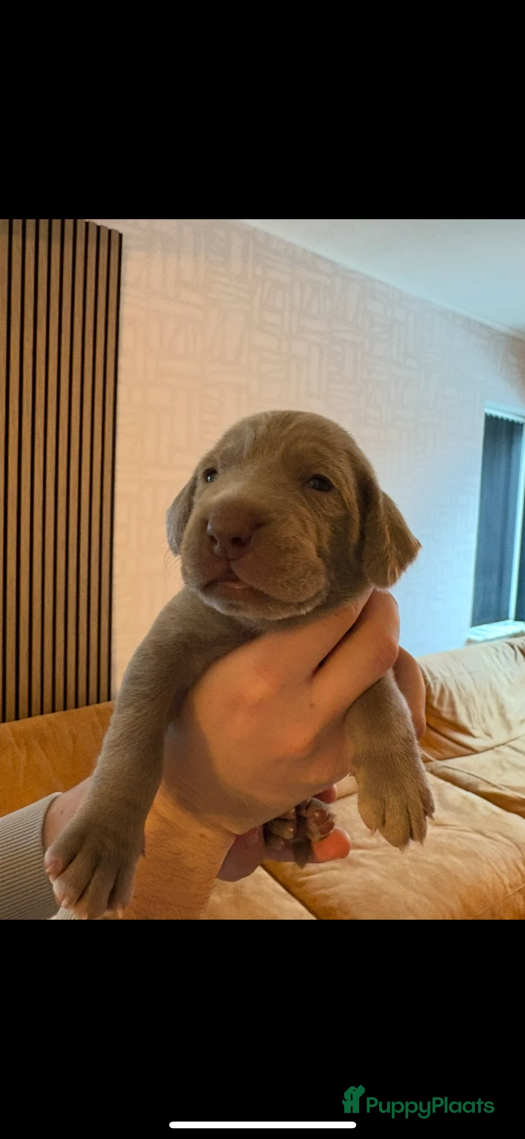Weimarse Staande Hond korthaar honden te koop: Prachtige Weimaraner pups - Advertentie 3