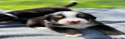 Berner Sennenhond honden te koop: Berner sennen pups met stamboom - Advertentie 3