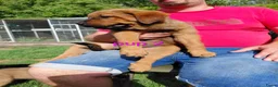 Kruising honden te koop: Rottweiler x moskovitische waakhond - Advertentie 5