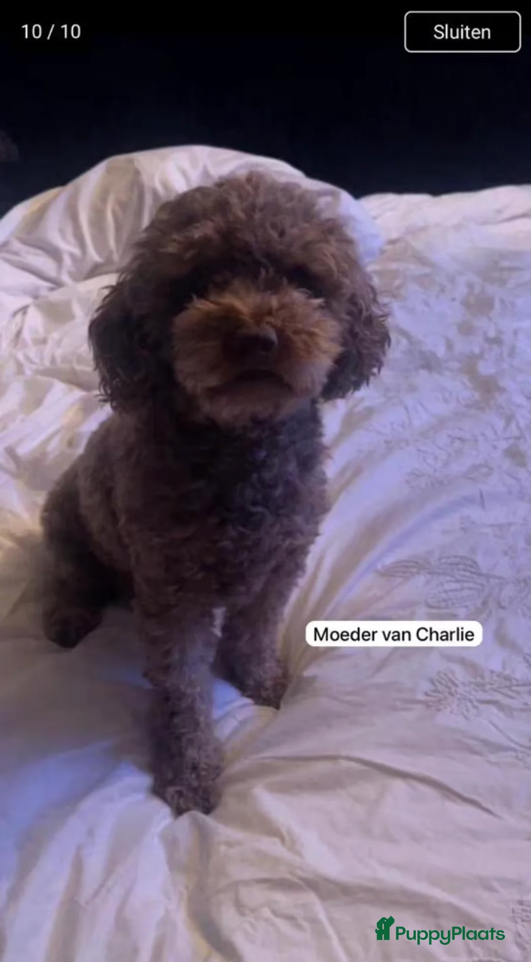 Poedel Toy honden ter dekking: Bijzondere Kleur DEKREU Toypoedel 🐶 GETEST ✅ in 's-Hertogenbosch - Advertentie 17