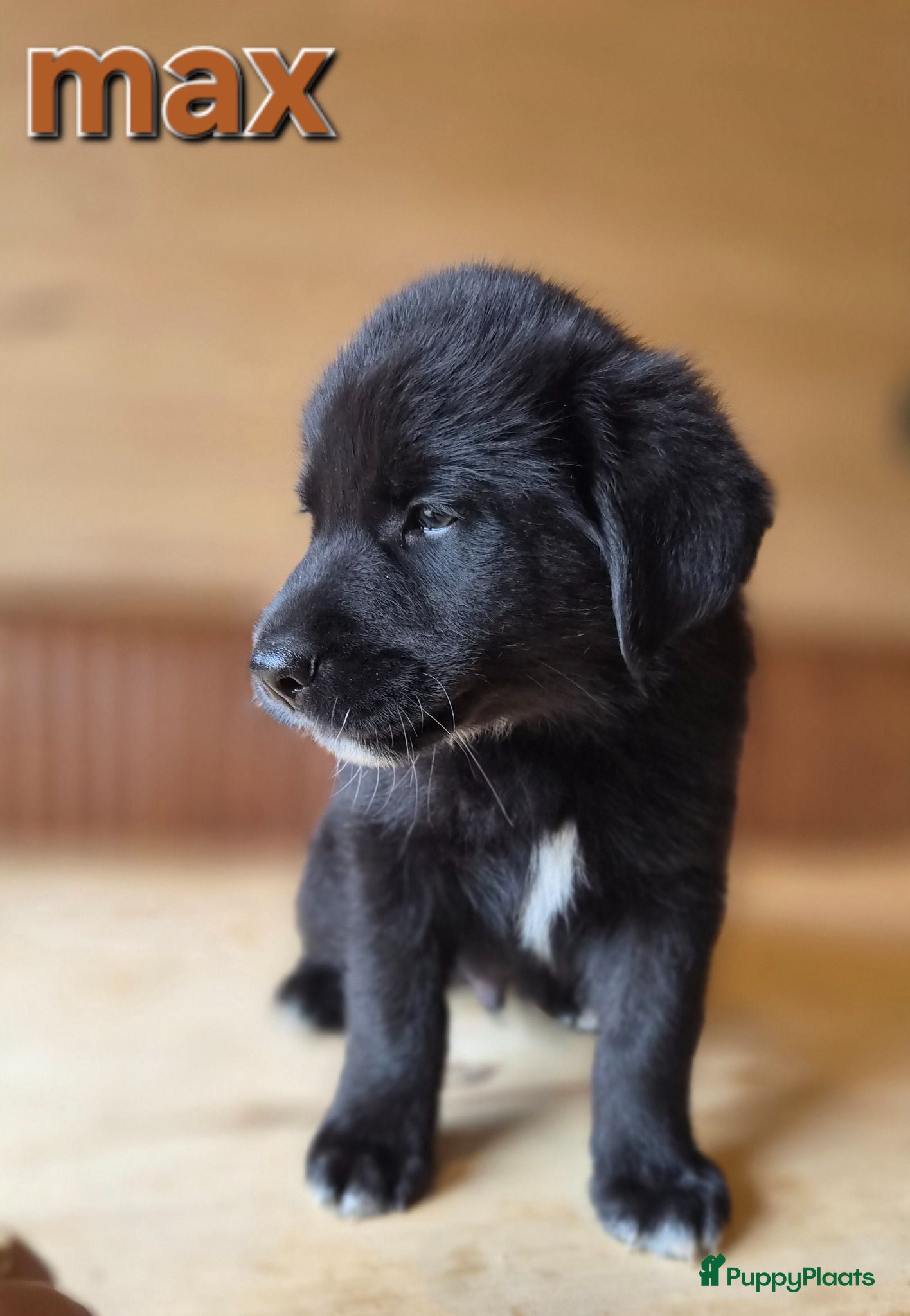 Kruising honden Labrakita pups (mogen vanaf 12 juni verhuizen) - Advertentie 2