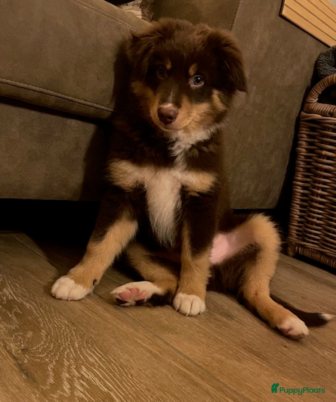 Australian Shepherd honden te koop: mini australische herder - Advertentie 3