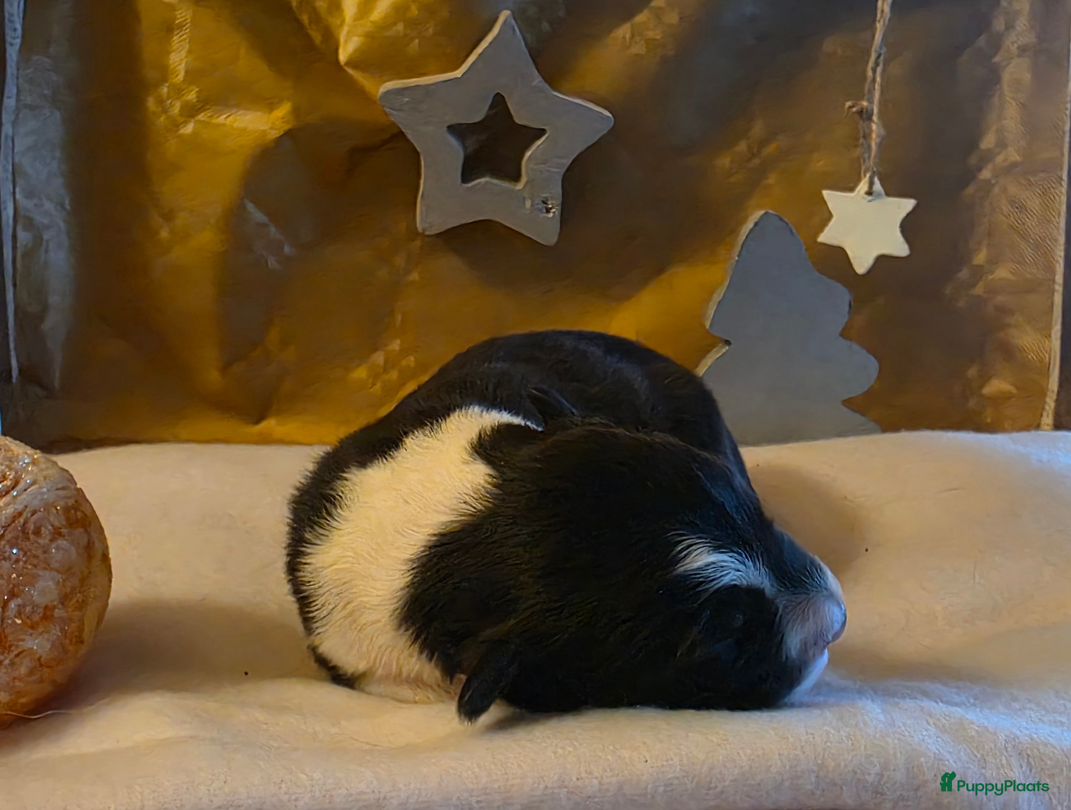 Border Collie honden Pearls Off Rino - Advertentie 2