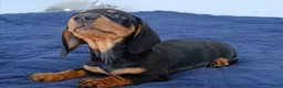 Teckel (korthaar)  honden te koop: Teckel pupp - Advertentie 3