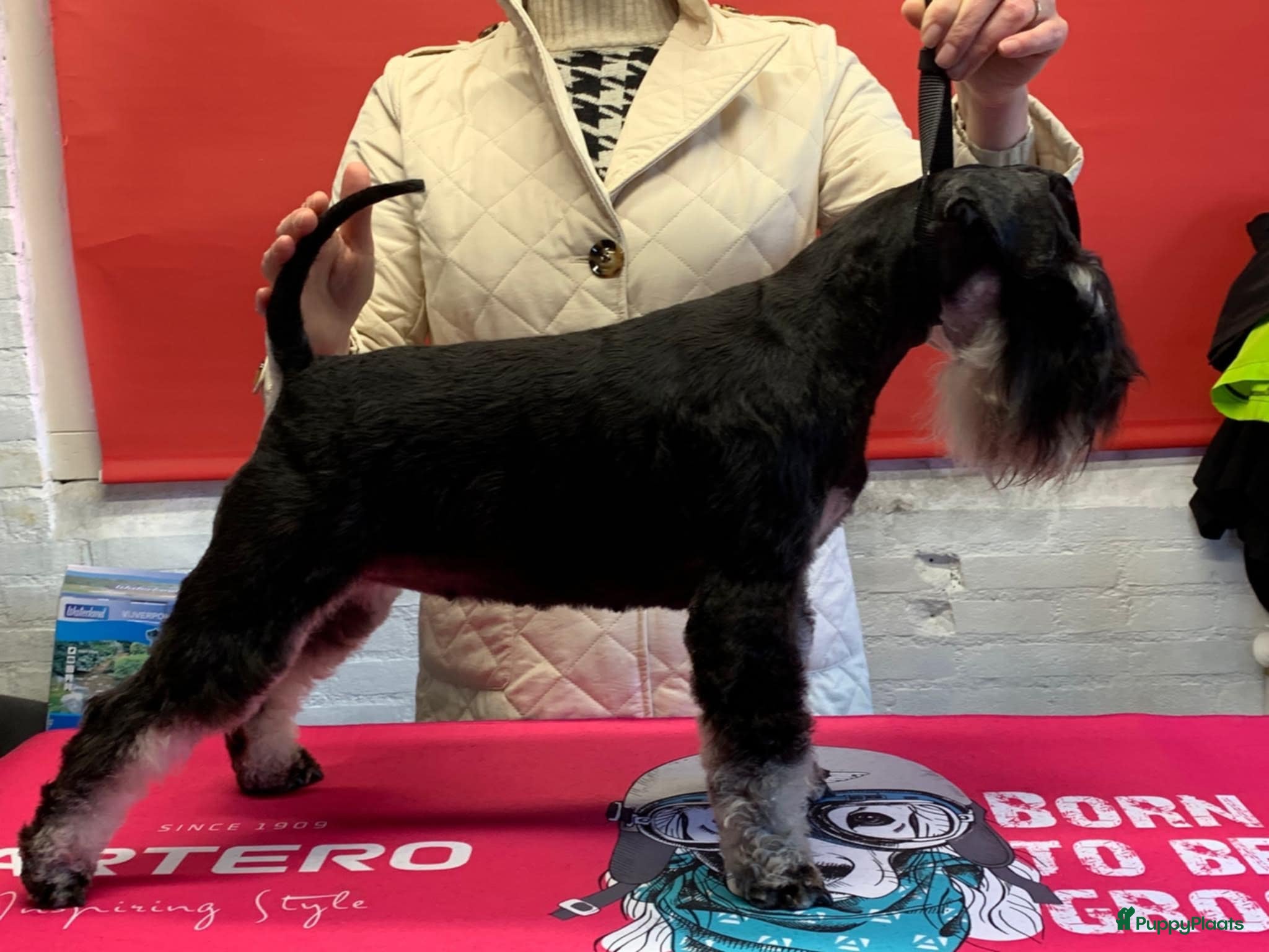 Dwergschnauzer honden Dwergschnauzerpups zwart zilver  - Advertentie 1