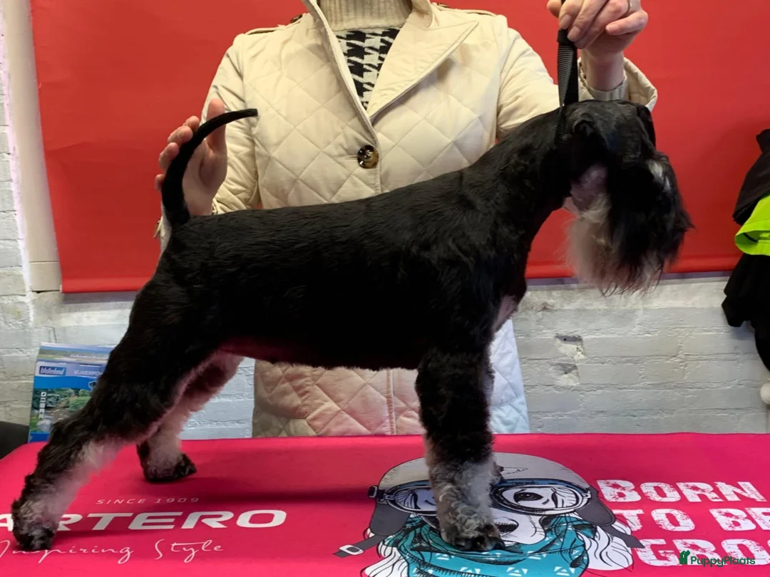 Dwergschnauzer honden te koop: Dwergschnauzerpups zwart zilver  - Advertentie 1