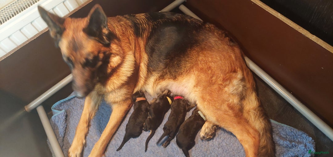 Galerij afbeelding {{count}}