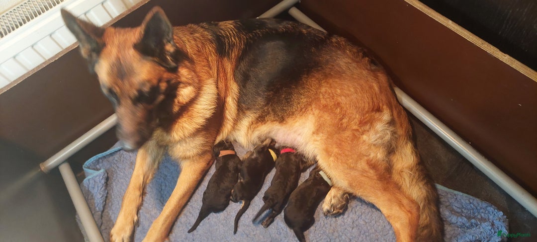 Galerij afbeelding {{count}}