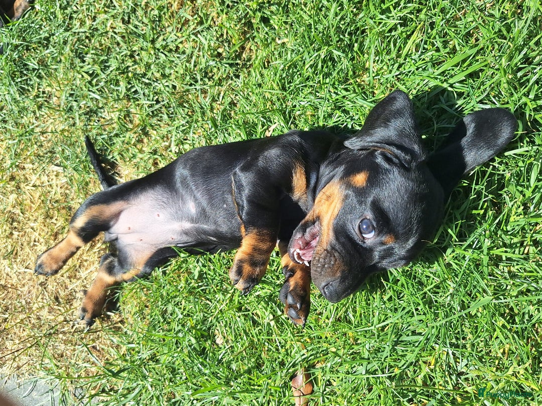 Teckel (korthaar)  honden te koop: Kortharige dwerg teckel  in Kesteren - Afbeelding 2