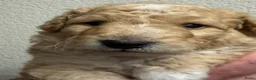 Kruising honden te koop: Sheltidoodle  - Advertentie 13