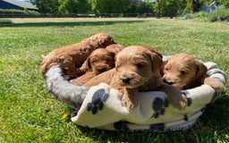 Australian Labradoodle honden te koop: Magic Doodles Rasta - Afbeelding 9