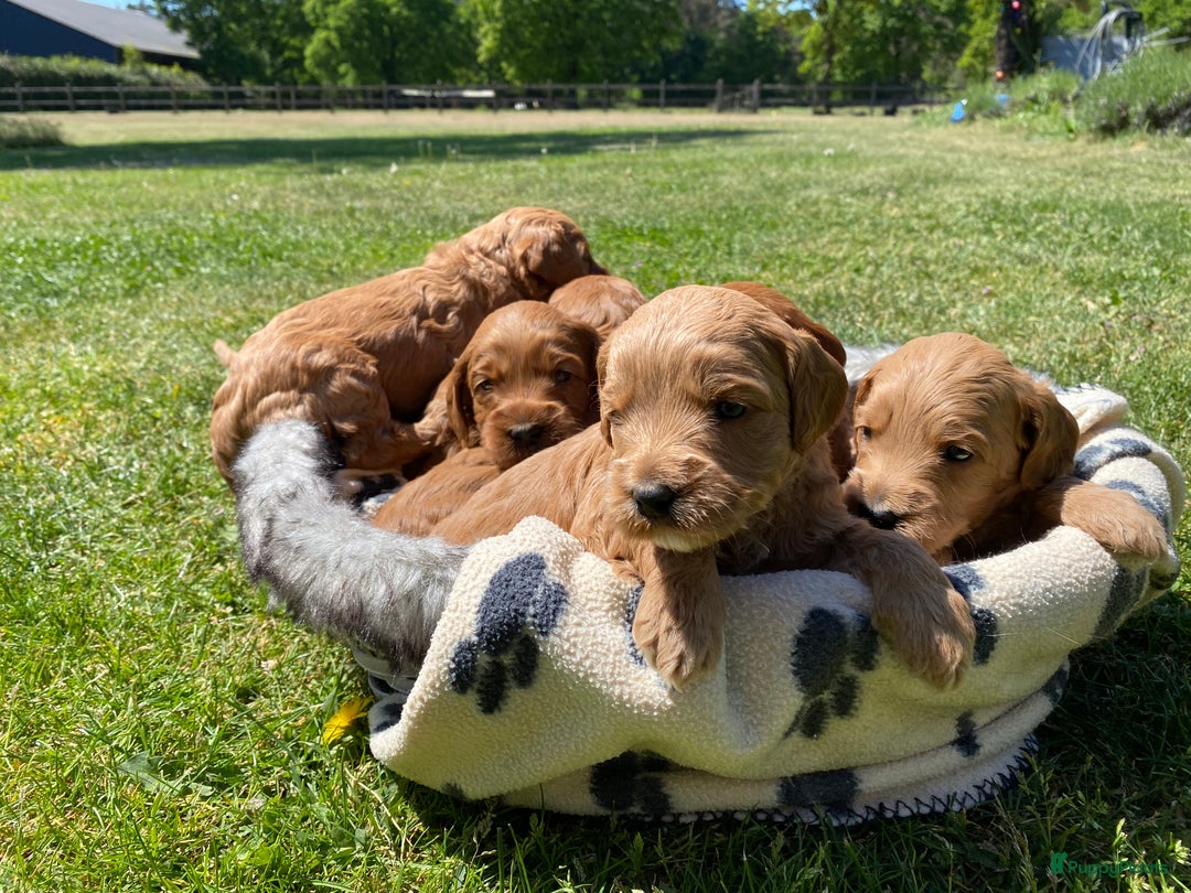 Australian Labradoodle honden te koop: Magic Doodles Rasta - Afbeelding 9