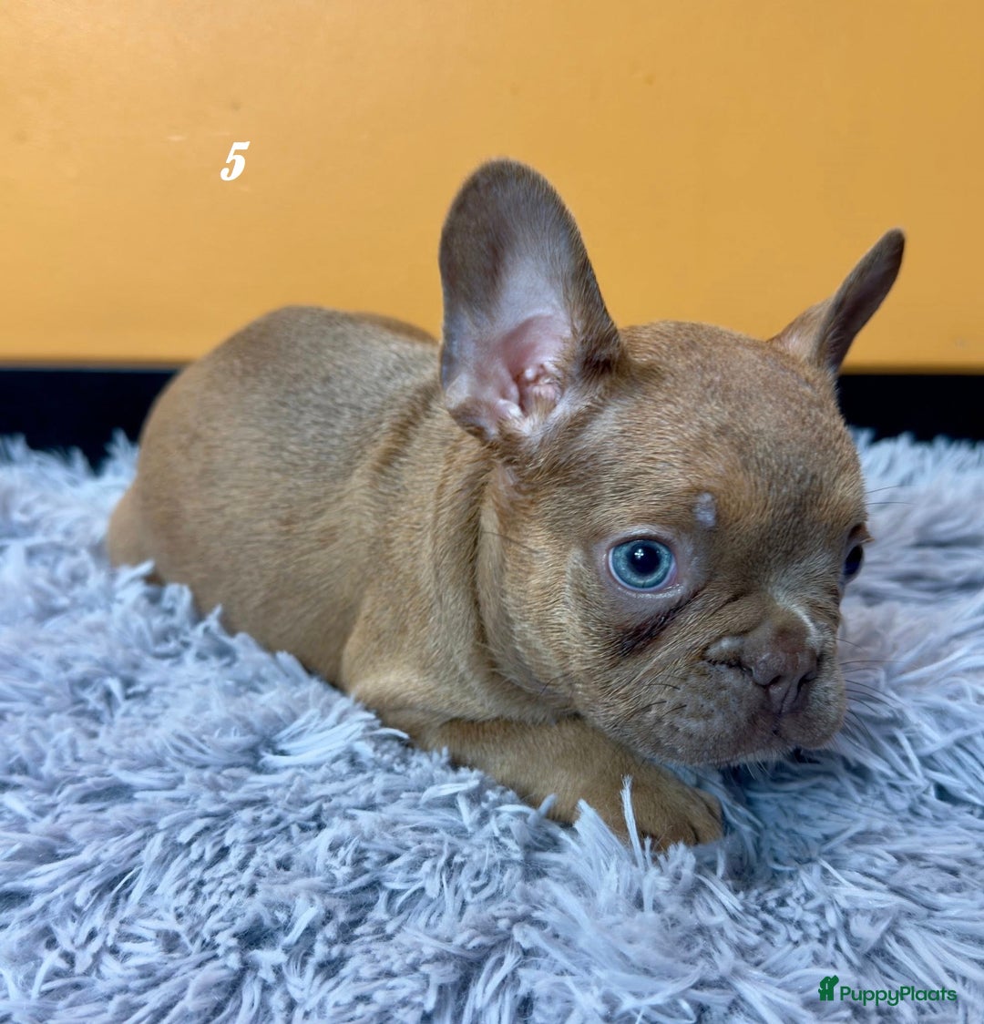 Franse Bulldog honden te koop: Franse bulldog pups - Advertentie 15