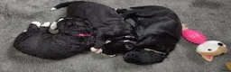 Kruising honden te koop: Mooie pups Berner kruising wetterhoun  - Advertentie 13