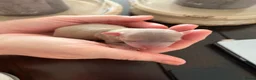 Chihuahua honden te koop: Chihuahua pups 1 reutje nog beschikbaar  - Advertentie 1