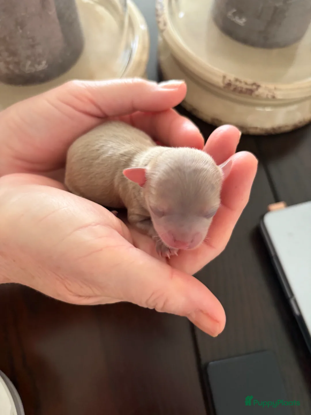 Chihuahua honden te koop: Chihuahua pups 1 reutje nog beschikbaar  - Advertentie 1