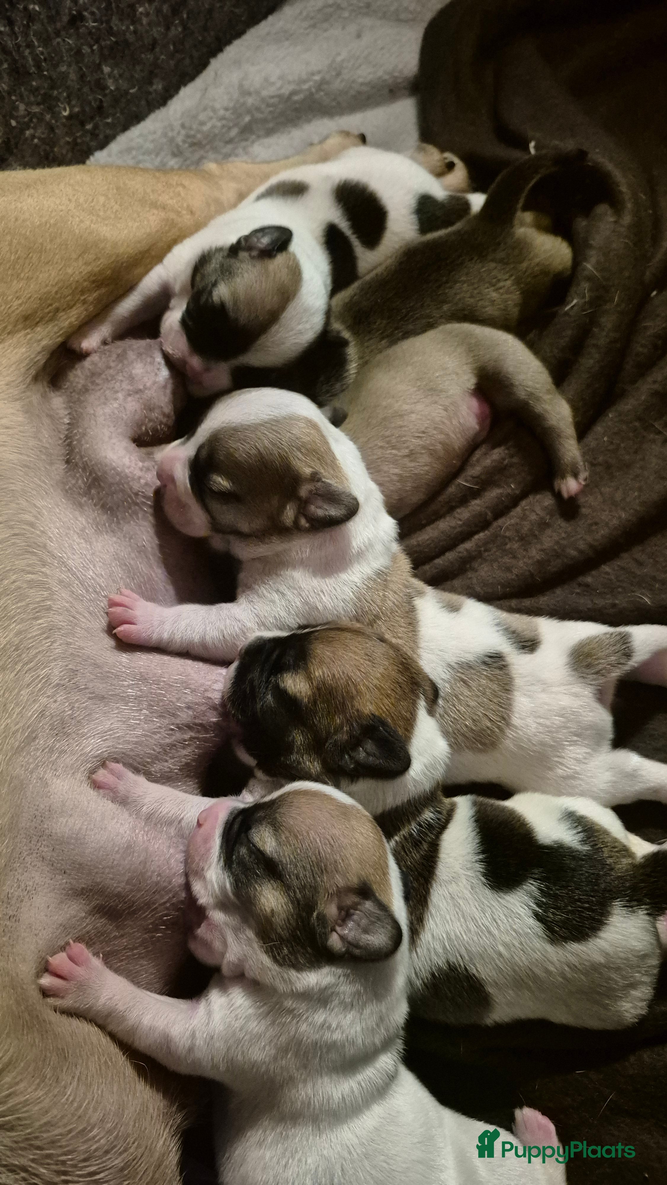 Kruising honden Schattige puppy&#x27;s van gemengd ras - Advertentie 1